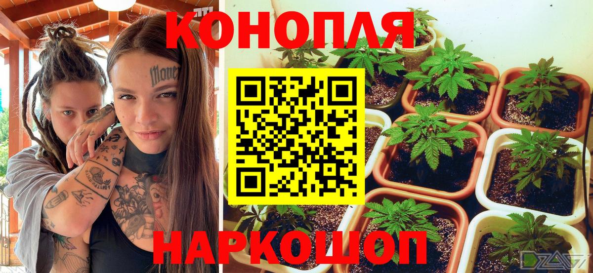 Волжский  Конопля ГИДРОПОН  Канабис MAZAR  Вход с VPN  Бошки марихуана план 